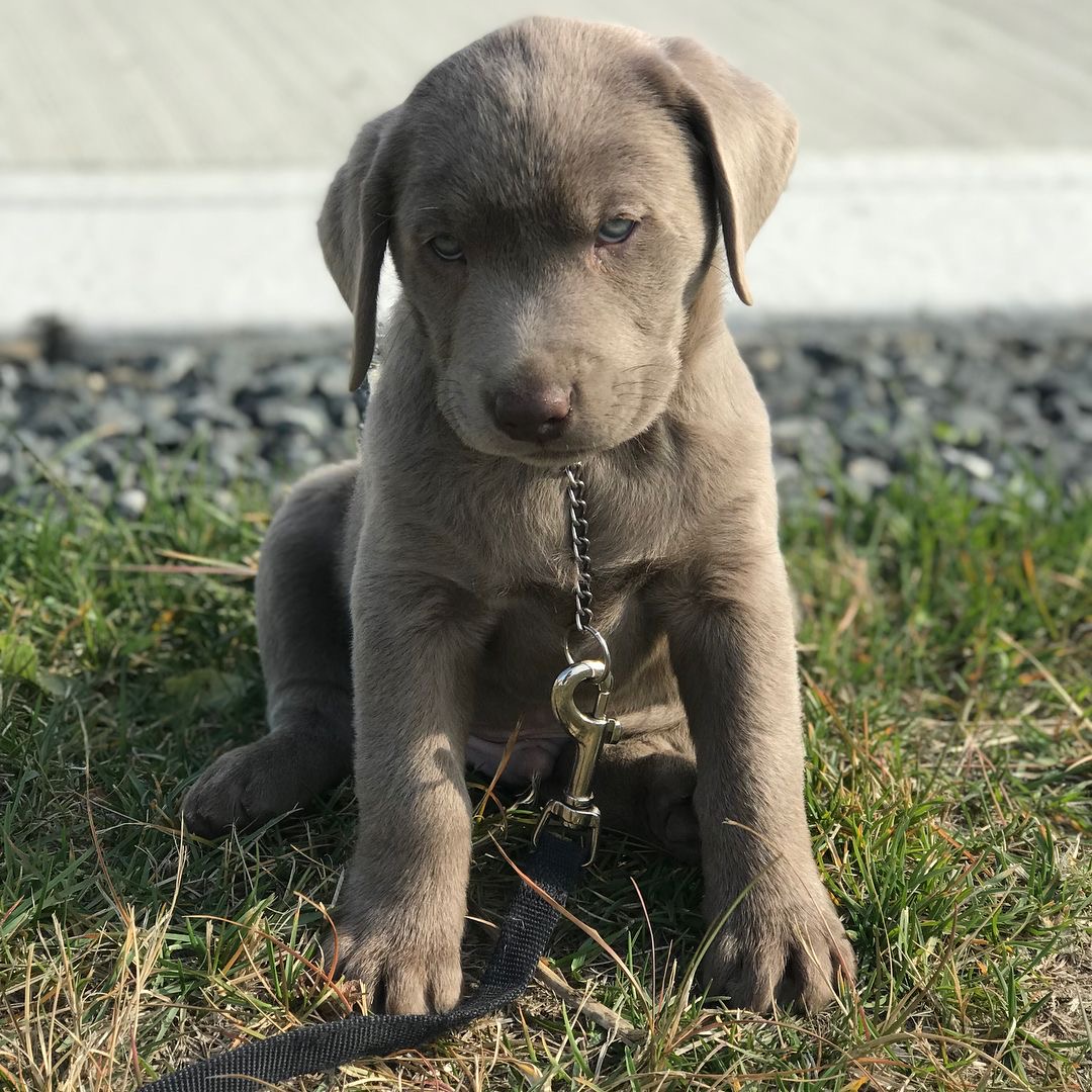 Daxton pup bij Engel Pups